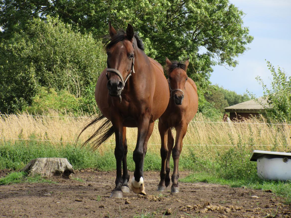 Arabisk fuldblod (OX) E'salta ox  *SOLGT* billede 22