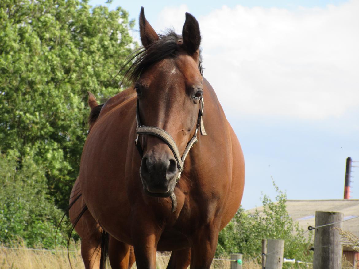 Arabisk fuldblod (OX) E'salta ox  *SOLGT* billede 23