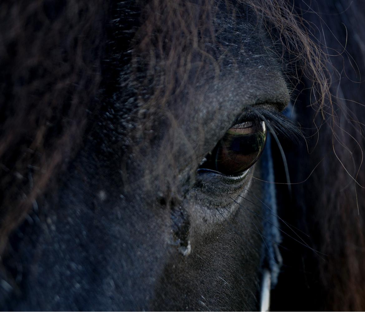 Shetlænder Shazu  billede 1