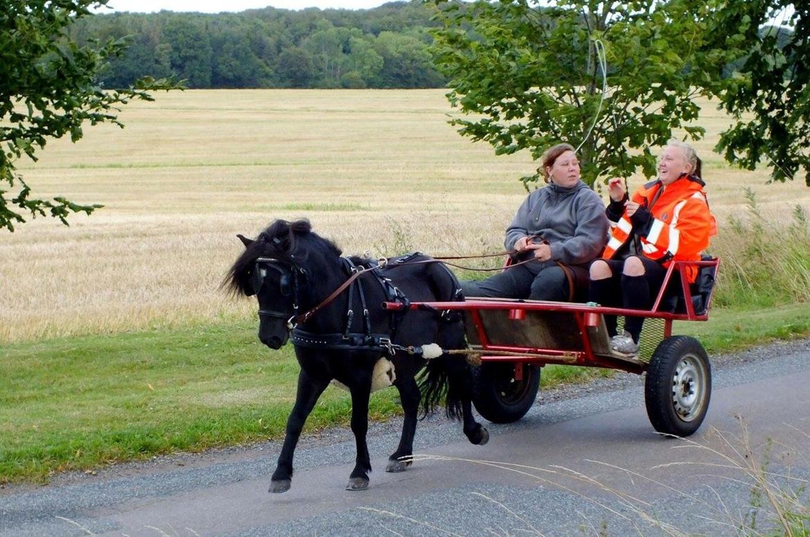 Anden særlig race Prins billede 13