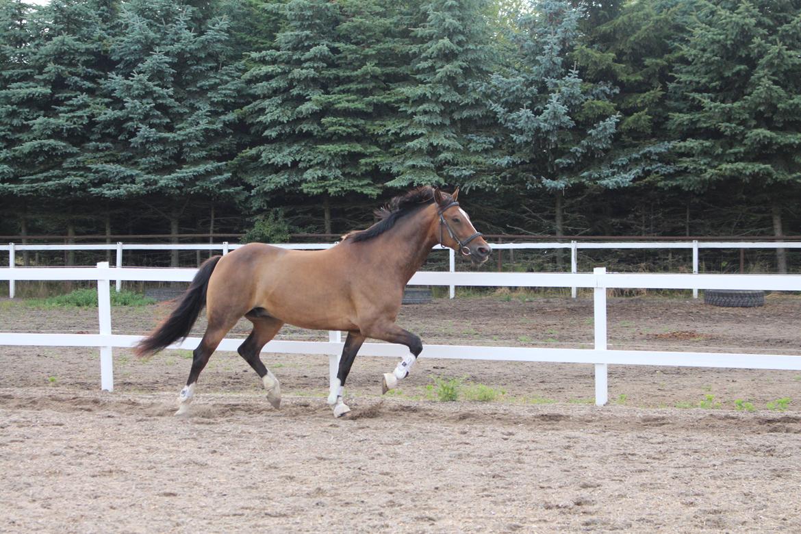 Anden særlig race Jamie (fedtmule) billede 5