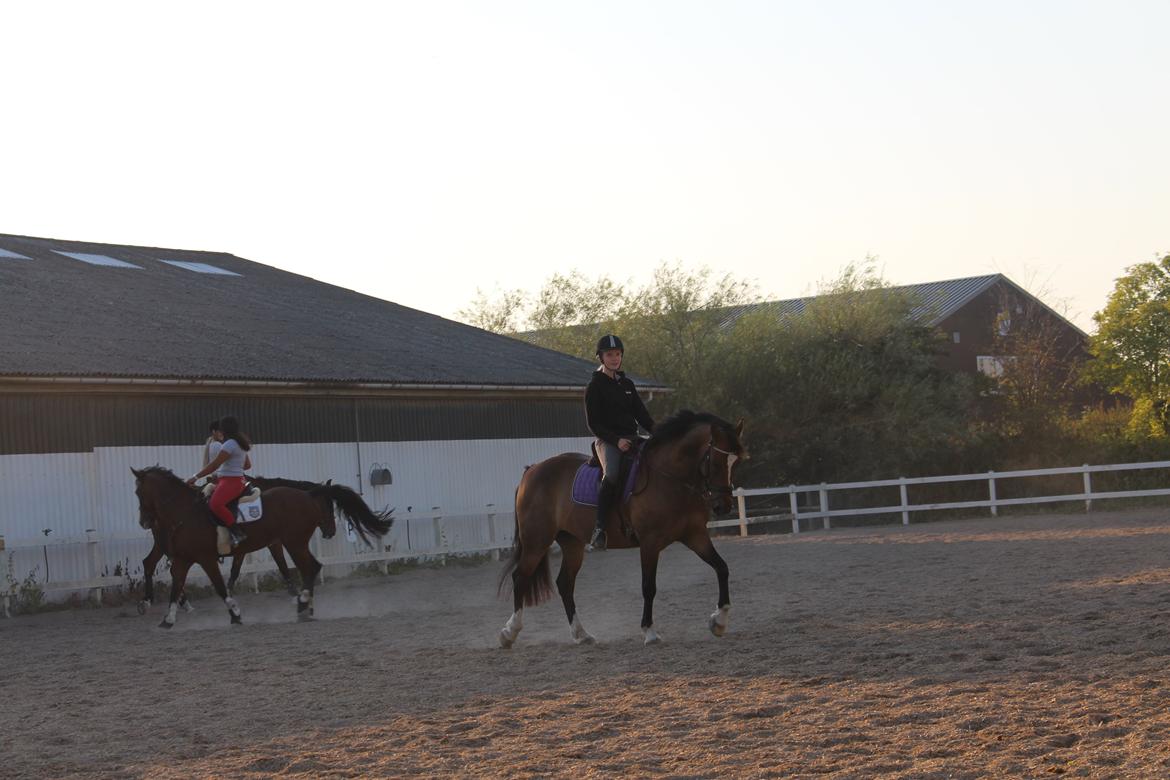 Anden særlig race Jamie (fedtmule) billede 15