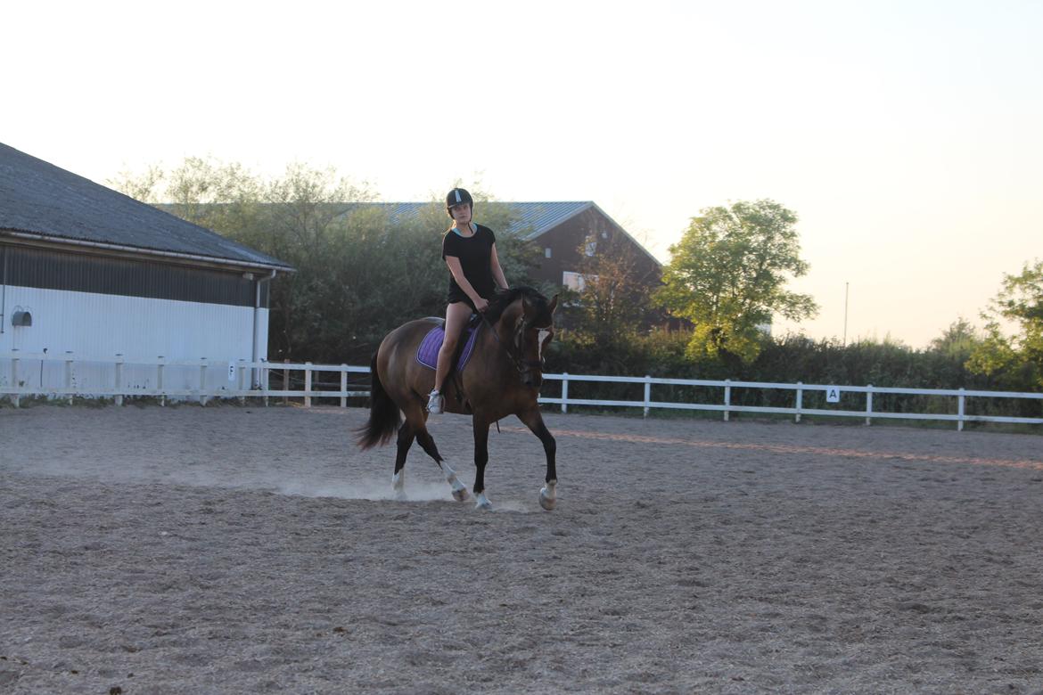 Anden særlig race Jamie (fedtmule) billede 16