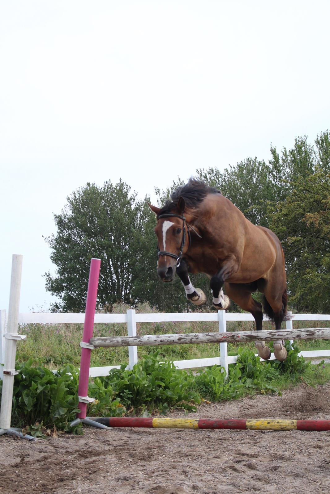 Anden særlig race Jamie (fedtmule) billede 19