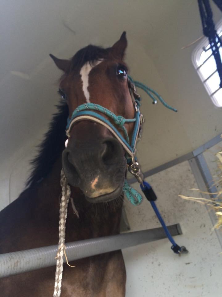 Anden særlig race Jamie (fedtmule) - den 26-07-15 lige ankommet  billede 3