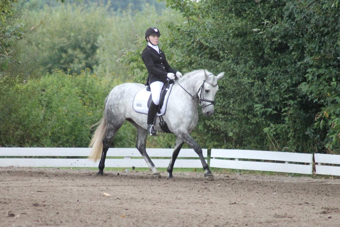 Connemara Mosegårdens Mascha  - vores aller første la5!!!  billede 3