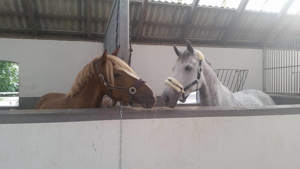 Holstener Limara billede 7