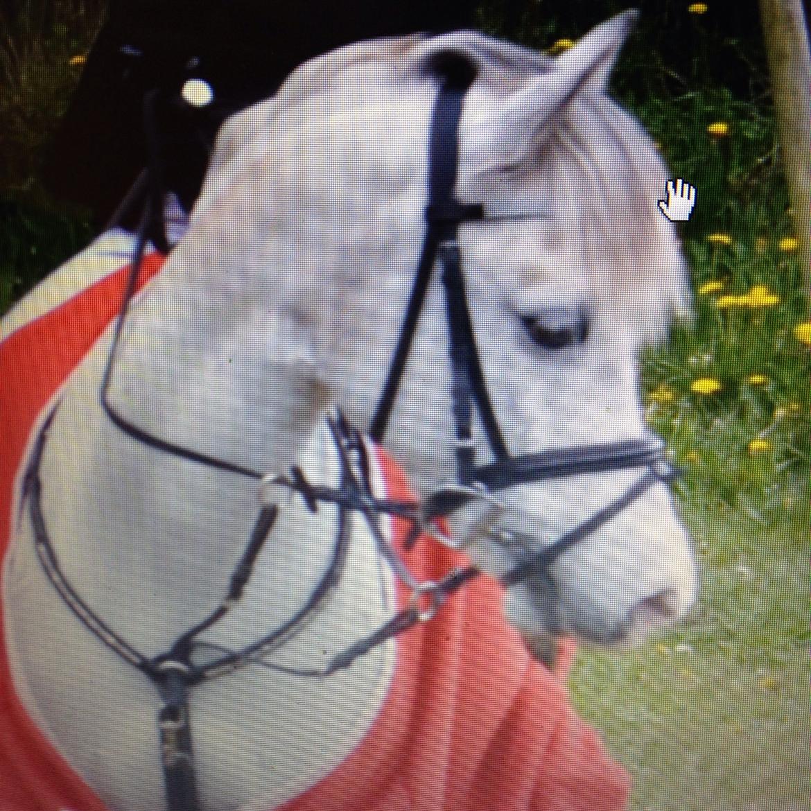 Hollandsk Sportspony Princess billede 14