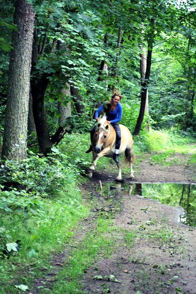 Haflinger Marko billede 18