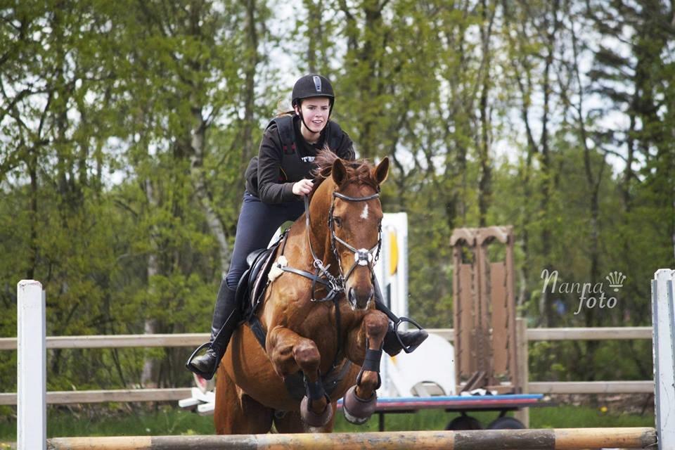 Dansk Varmblod Romio - Maj 2015. Fotograf: Nanna Foto billede 6