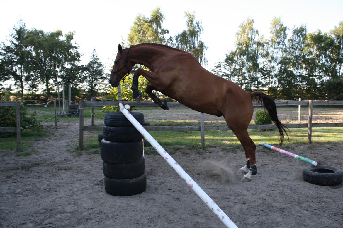 Dansk Varmblod Romio - August 2015. Løsspring, 125. Fotograf: Kia Kjær Foto billede 15
