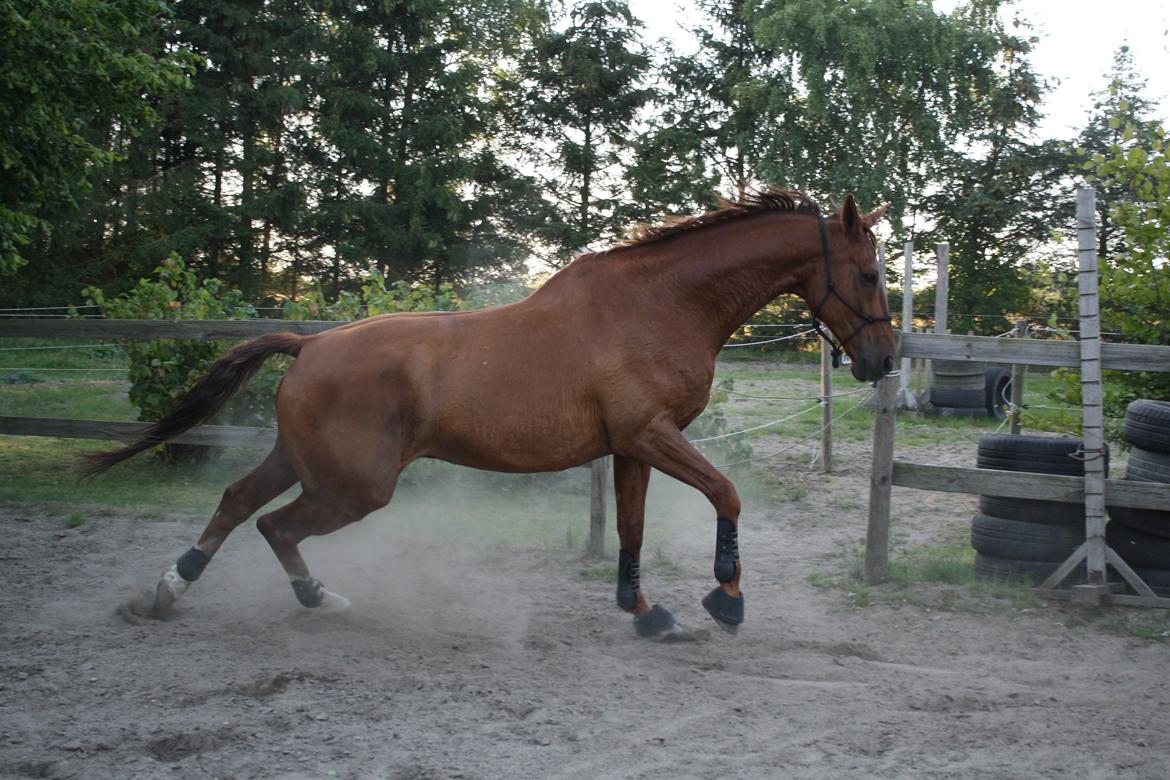 Dansk Varmblod Romio - August 2015. Fotograf: Kia Kjær Foto billede 19