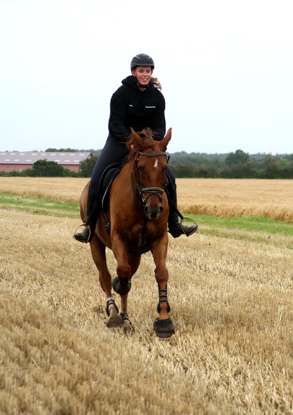 Dansk Varmblod Romio - August 2015. Fotograf: Kia Kjær Foto billede 2