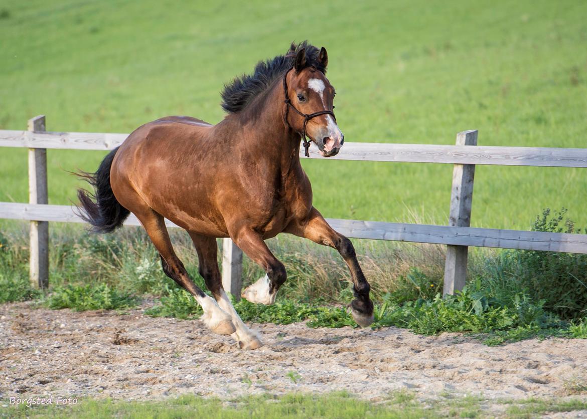 Welsh Cob (sec D) Vedkiær's rufus (Tidligere hest) billede 2