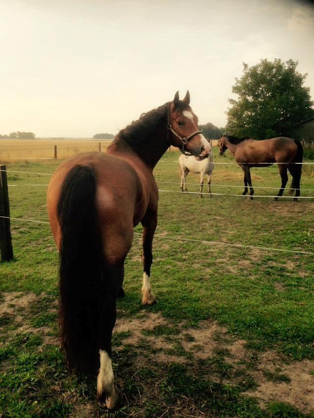 Welsh Cob (sec D) Vedkiær's rufus (Tidligere hest) - Første dag på sin nye fold billede 4