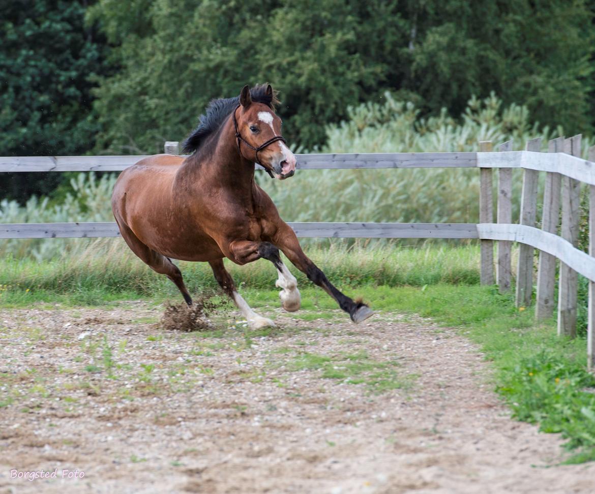 Welsh Cob (sec D) Vedkiær's rufus (Tidligere hest) billede 8