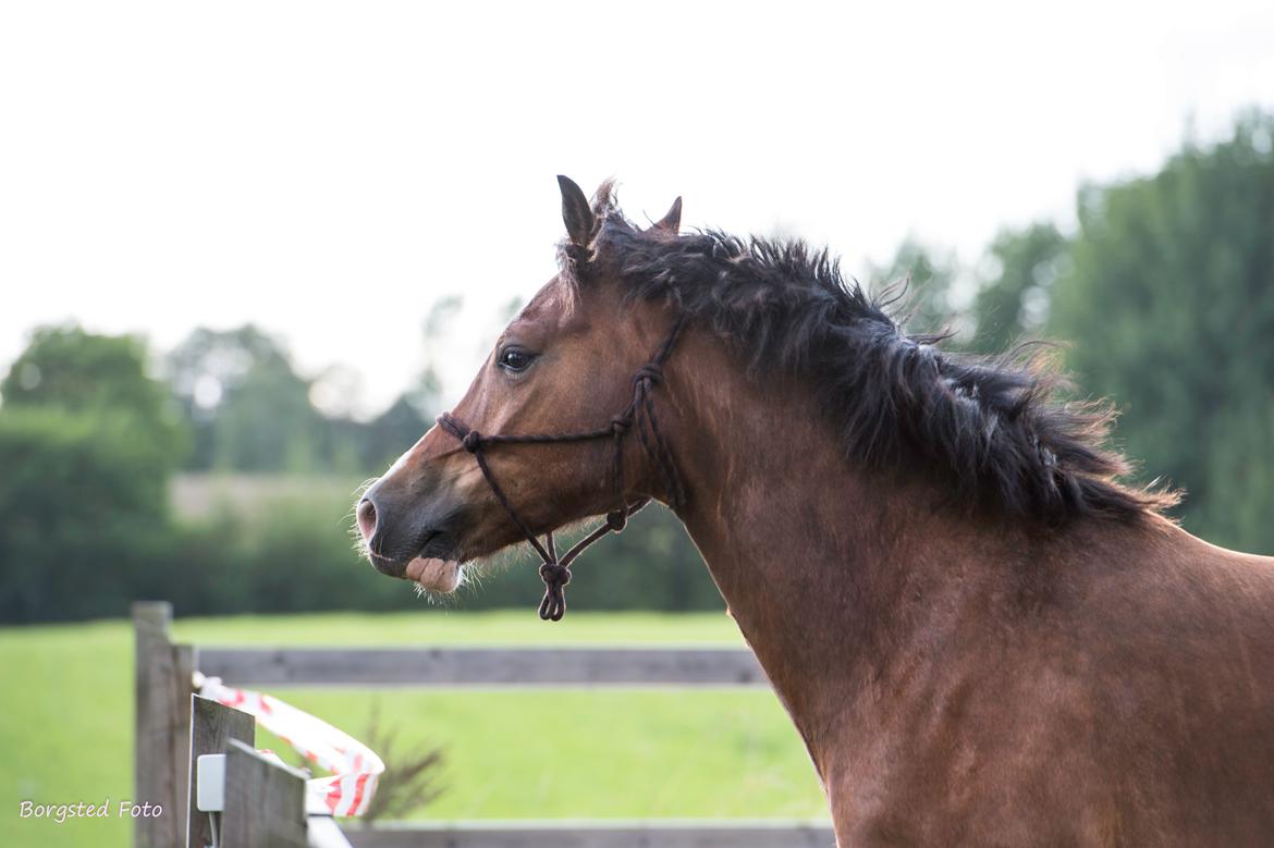 Welsh Cob (sec D) Vedkiær's rufus (Tidligere hest) billede 7