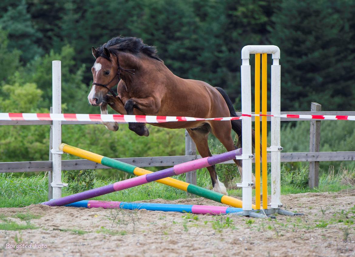 Welsh Cob (sec D) Vedkiær's rufus (Tidligere hest) - Rufus har kun sprunget meget få gange billede 9