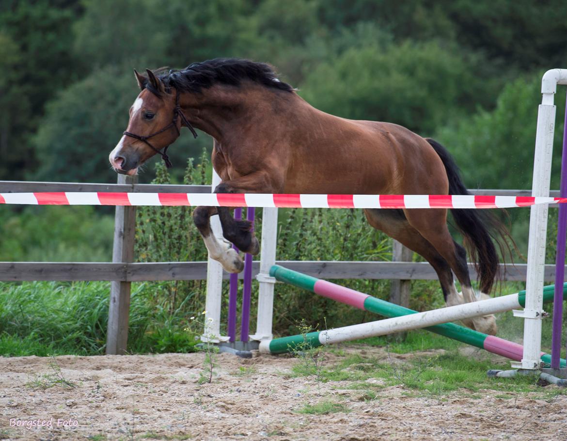 Welsh Cob (sec D) Vedkiær's rufus (Tidligere hest) - Rufus har kun sprunget meget få gange billede 10