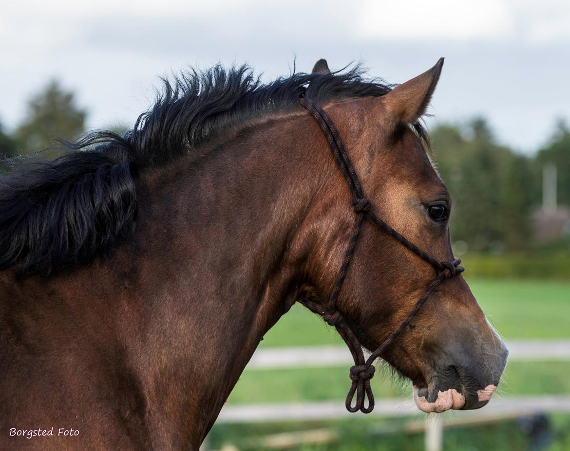 Welsh Cob (sec D) Vedkiær's rufus (Tidligere hest) billede 14