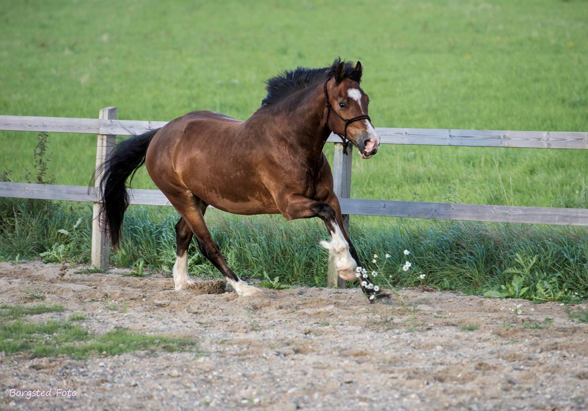 Welsh Cob (sec D) Vedkiær's rufus (Tidligere hest) billede 13