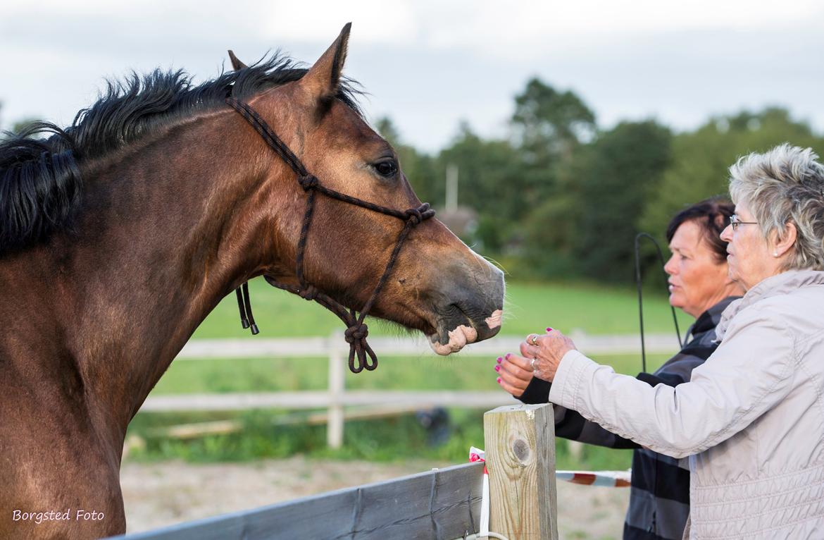 Welsh Cob (sec D) Vedkiær's rufus (Tidligere hest) - Rufus møder noget af familien billede 15