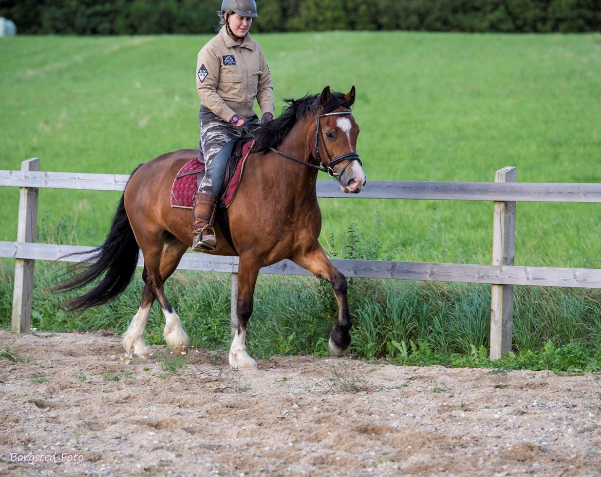 Welsh Cob (sec D) Vedkiær's rufus (Tidligere hest) billede 18