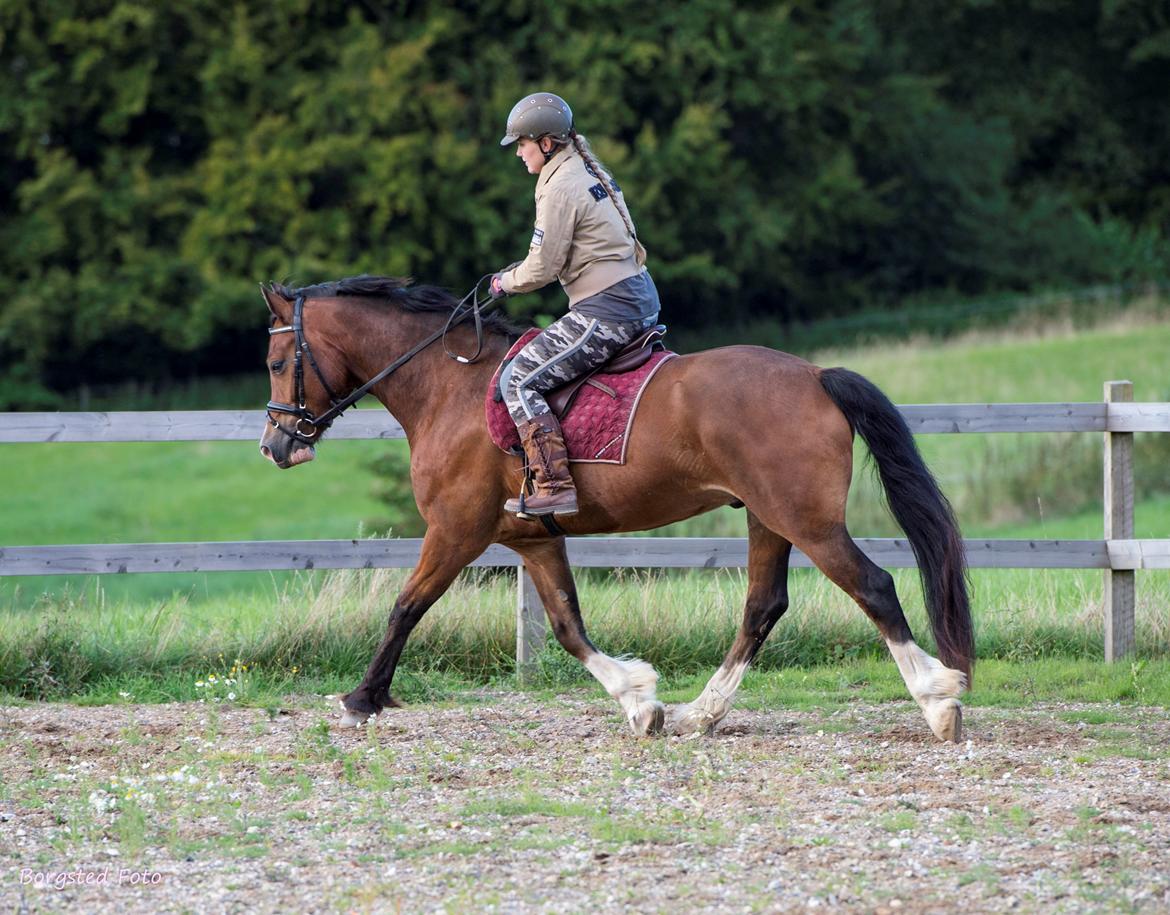 Welsh Cob (sec D) Vedkiær's rufus (Tidligere hest) billede 20