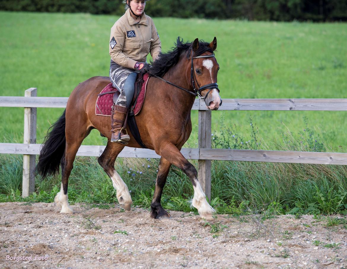 Welsh Cob (sec D) Vedkiær's rufus (Tidligere hest) billede 19