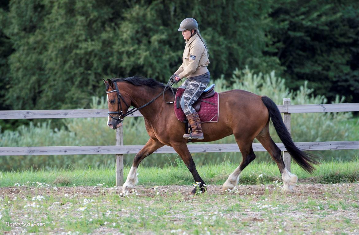 Welsh Cob (sec D) Vedkiær's rufus (Tidligere hest) billede 21