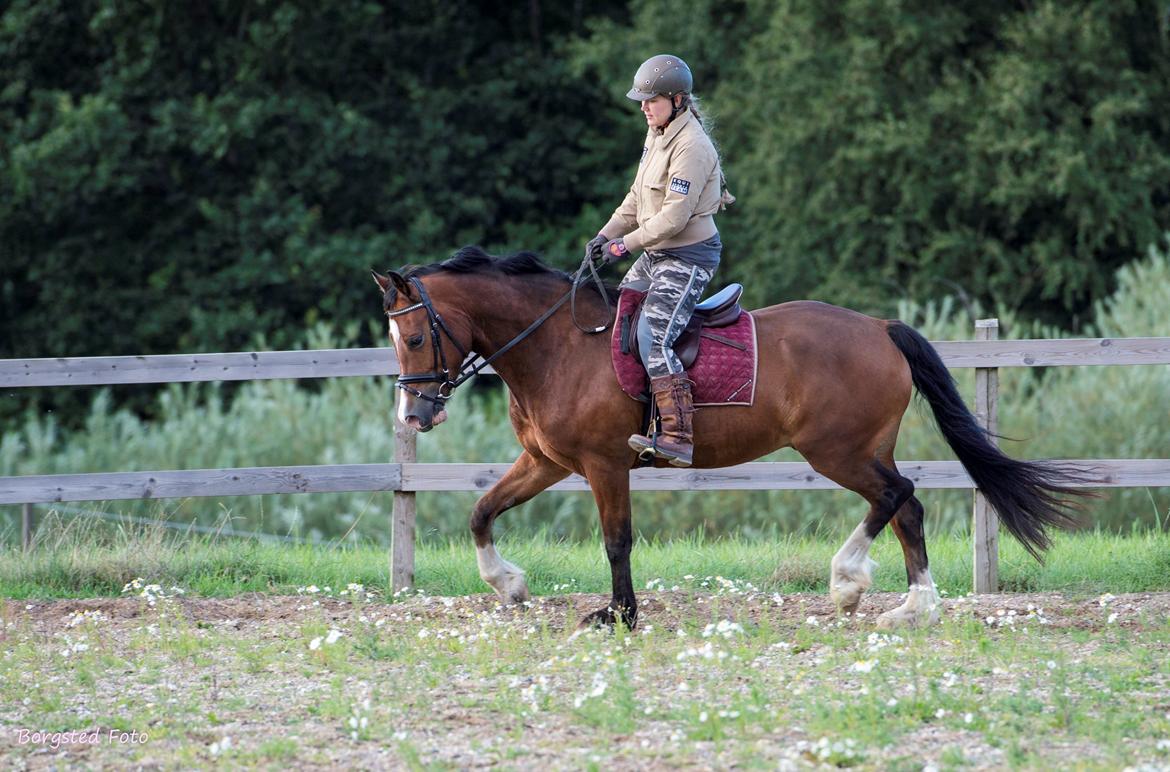 Welsh Cob (sec D) Vedkiær's rufus (Tidligere hest) billede 22