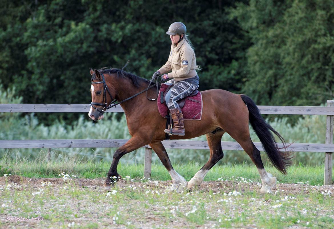 Welsh Cob (sec D) Vedkiær's rufus (Tidligere hest) billede 23