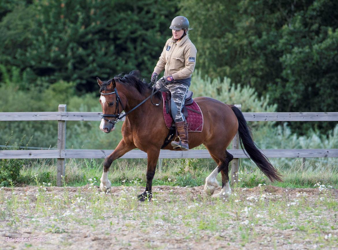 Welsh Cob (sec D) Vedkiær's rufus (Tidligere hest) billede 24