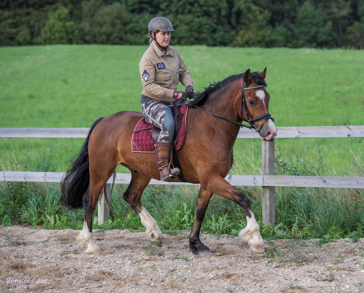 Welsh Cob (sec D) Vedkiær's rufus (Tidligere hest) billede 25