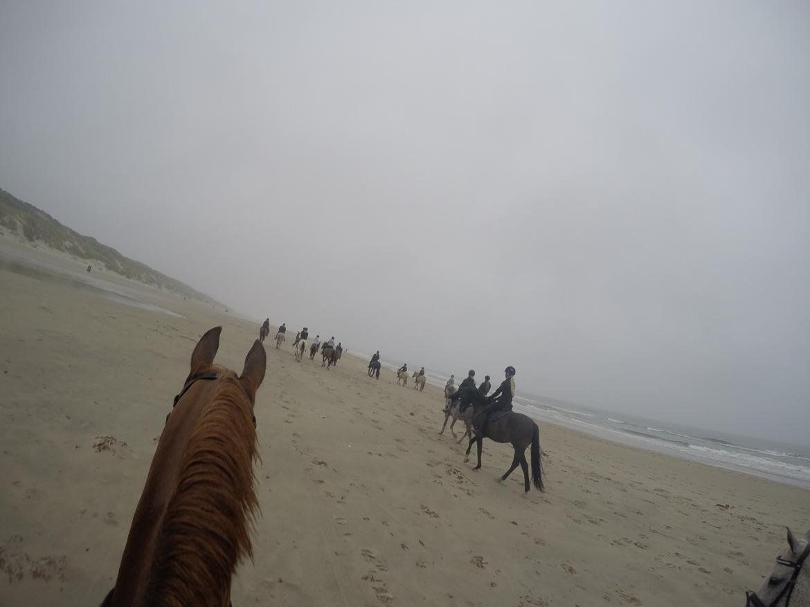 Anden særlig race Mr. Bogart - Blokhus med ANE billede 5