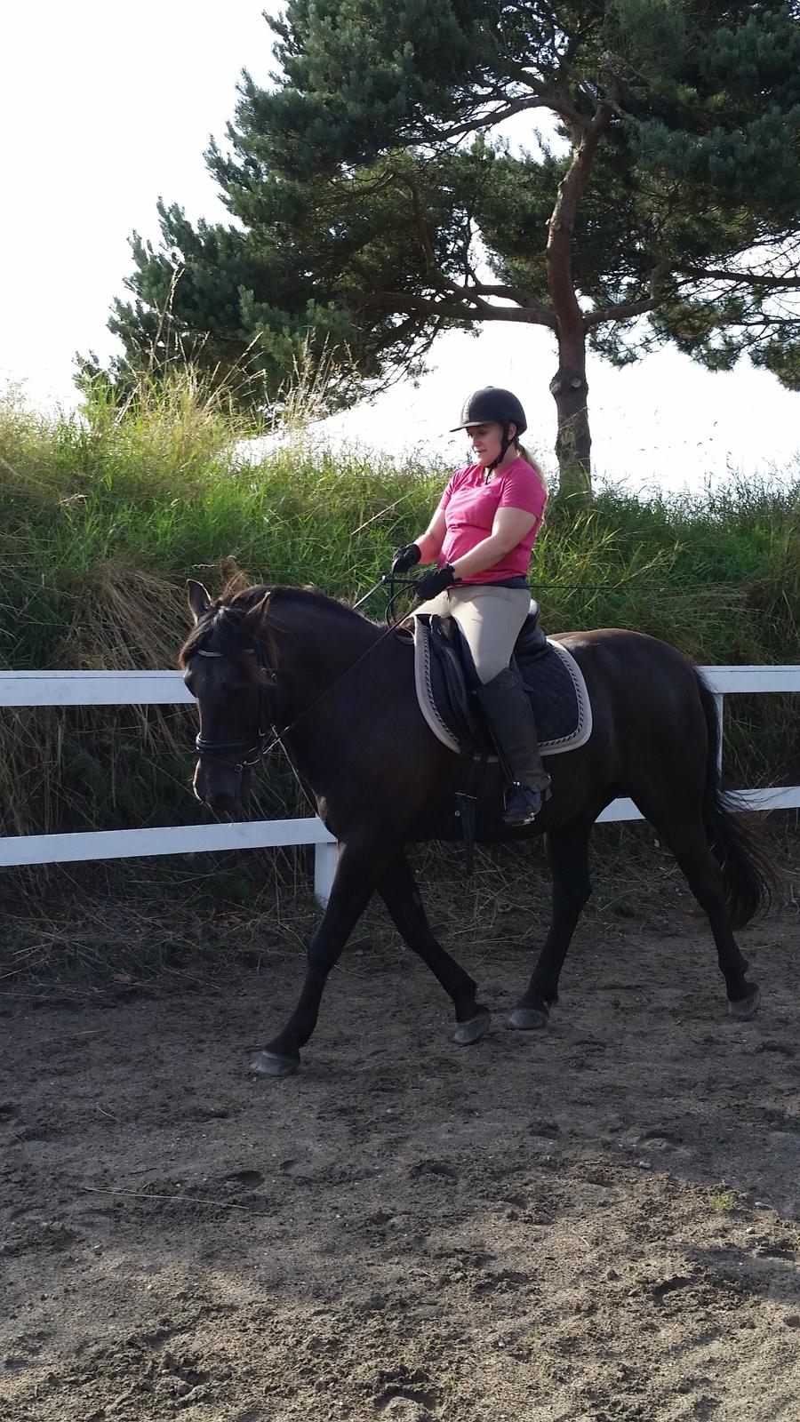 Anden særlig race Shadow billede 1