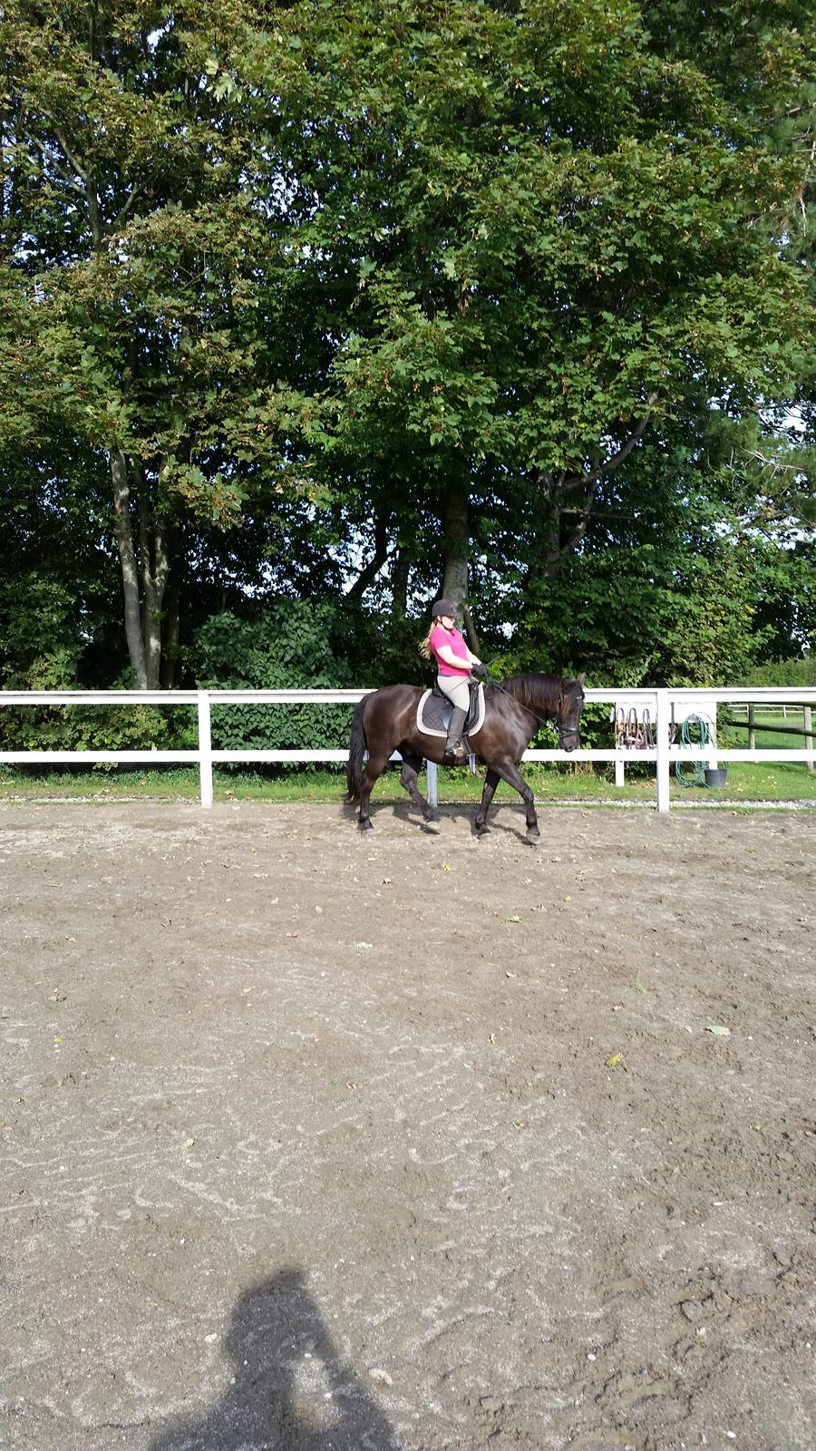 Anden særlig race Shadow billede 14