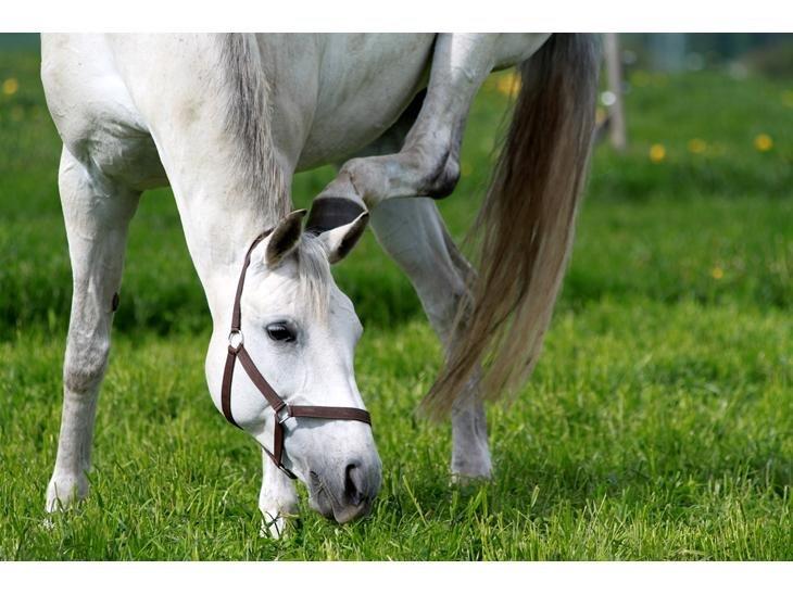 Trakehner Bint Al Hawa billede 7