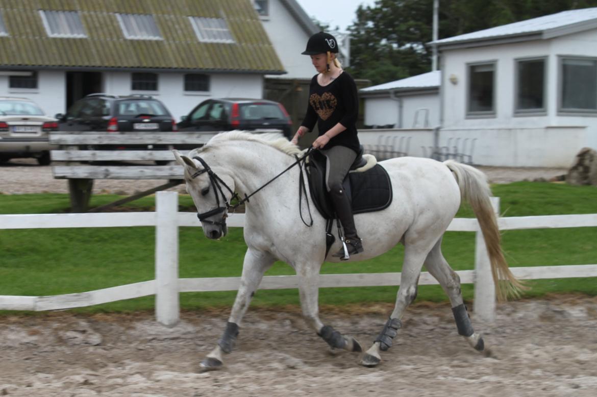 Trakehner Bint Al Hawa billede 16