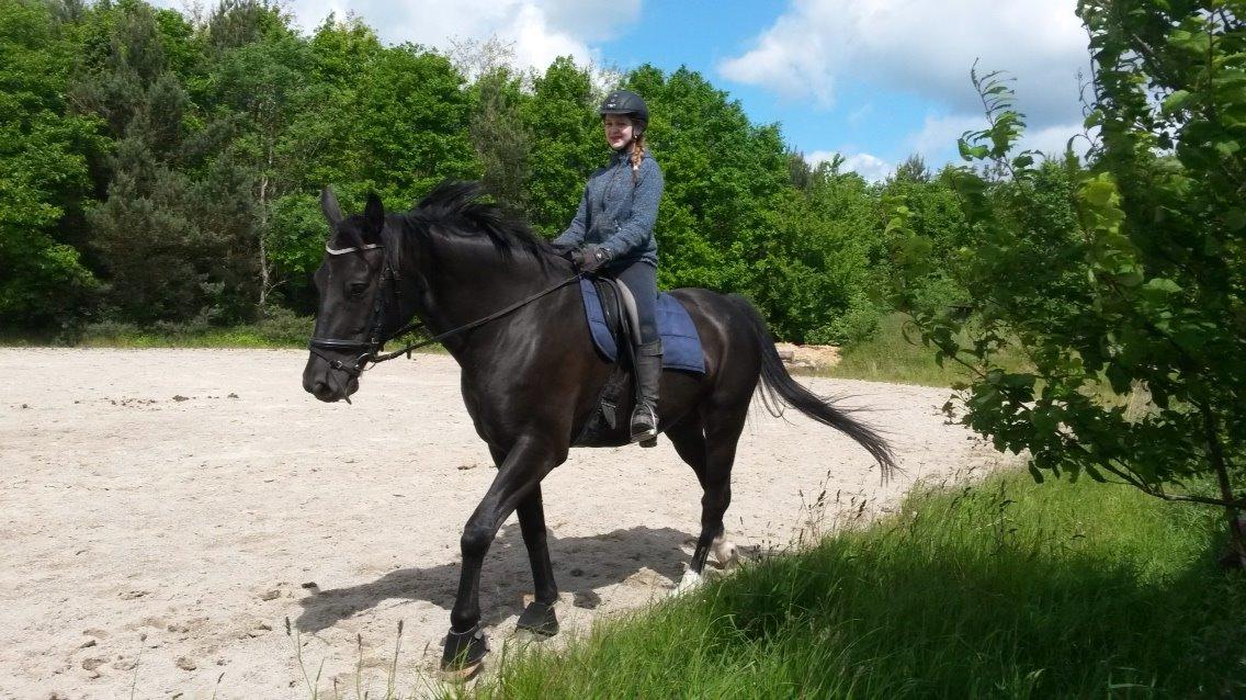 Anden særlig race Silas - Mig og Silas en af de første gange jeg red ham billede 7