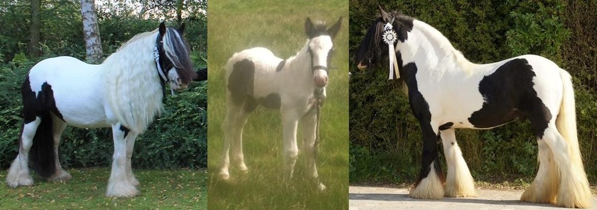 Tinker Lillevang's Prinsesse - Mor: Lillevang´s PrimaDonna. Prinsessen og Far: Lillevang´s Gigant. billede 19