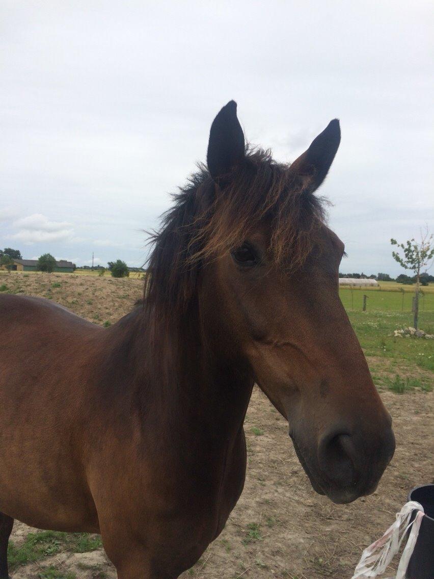 Anden særlig race Egholmsgårds Kasper:) billede 17