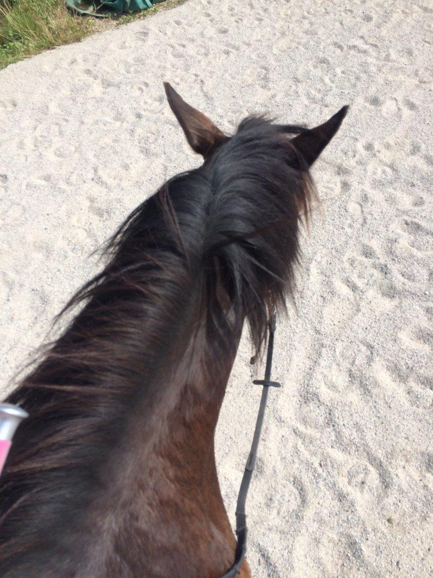 Anden særlig race Egholmsgårds Kasper:) billede 20