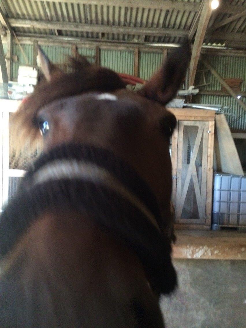 Anden særlig race Egholmsgårds Kasper:) billede 2