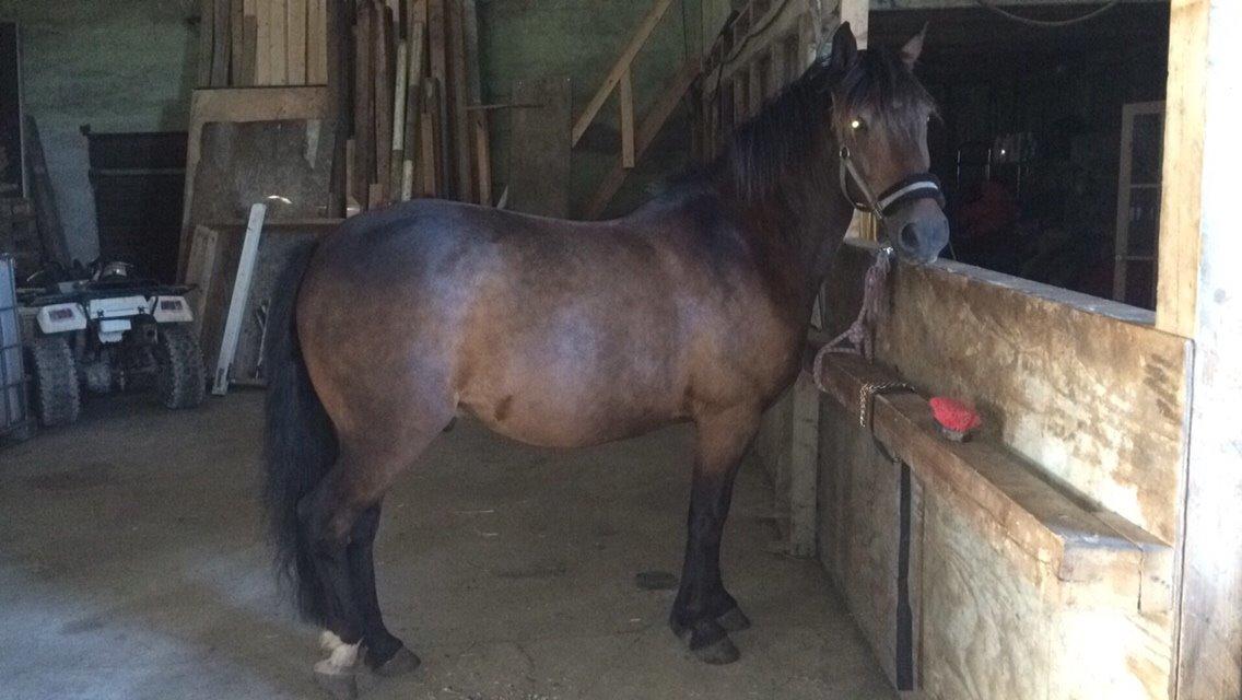 Anden særlig race Egholmsgårds Kasper:) billede 3