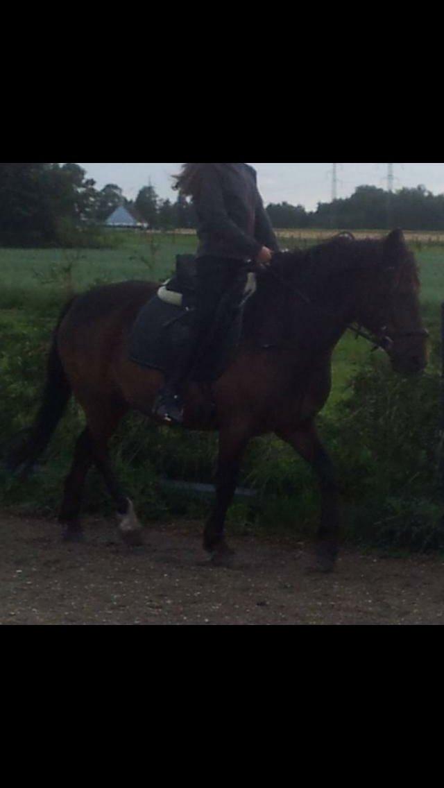 Anden særlig race Egholmsgårds Kasper:) billede 6