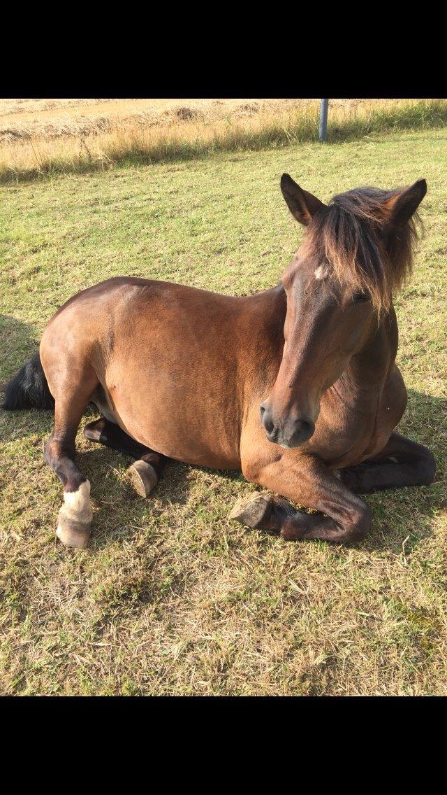 Anden særlig race Egholmsgårds Kasper:) billede 1