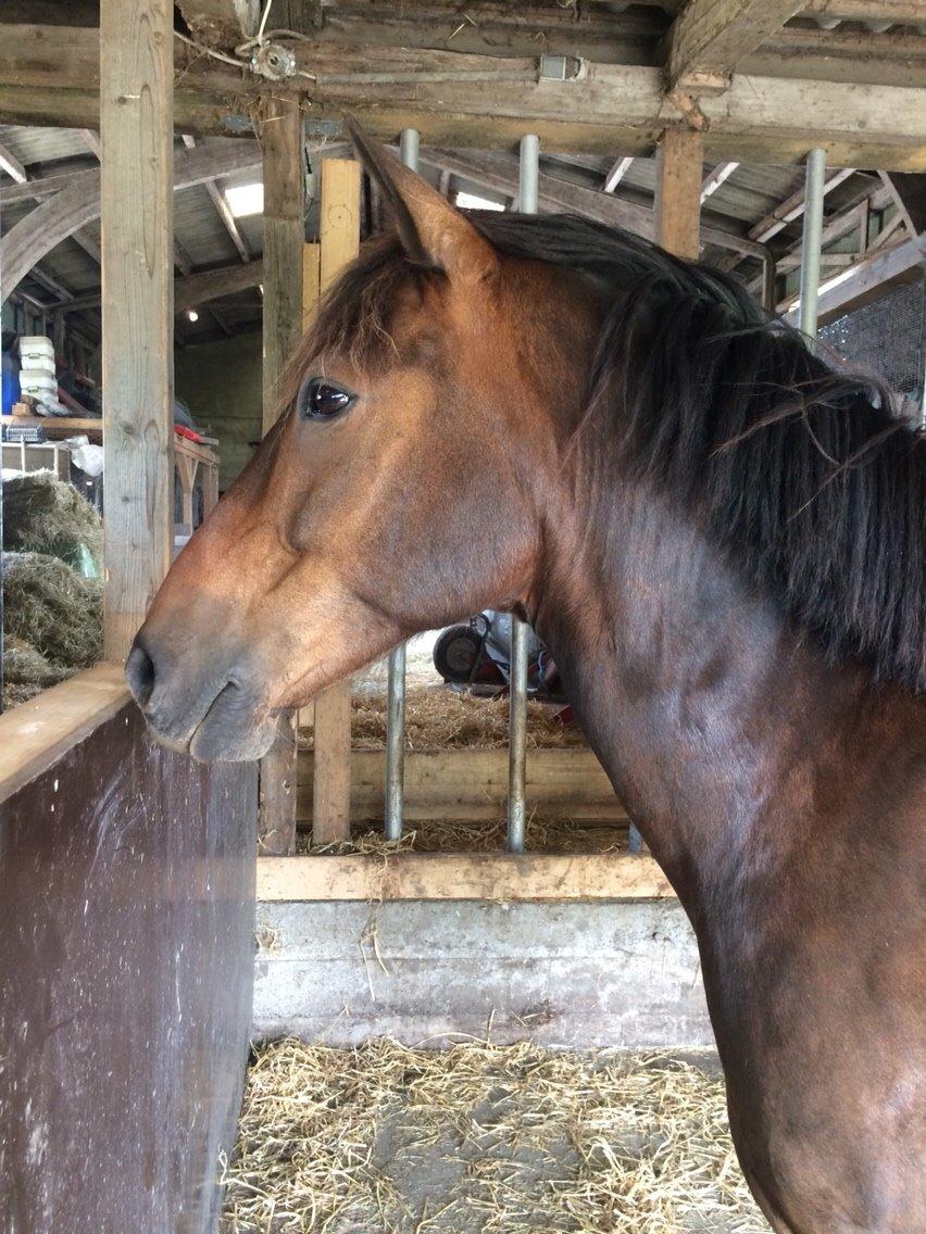 Anden særlig race Egholmsgårds Kasper:) billede 10