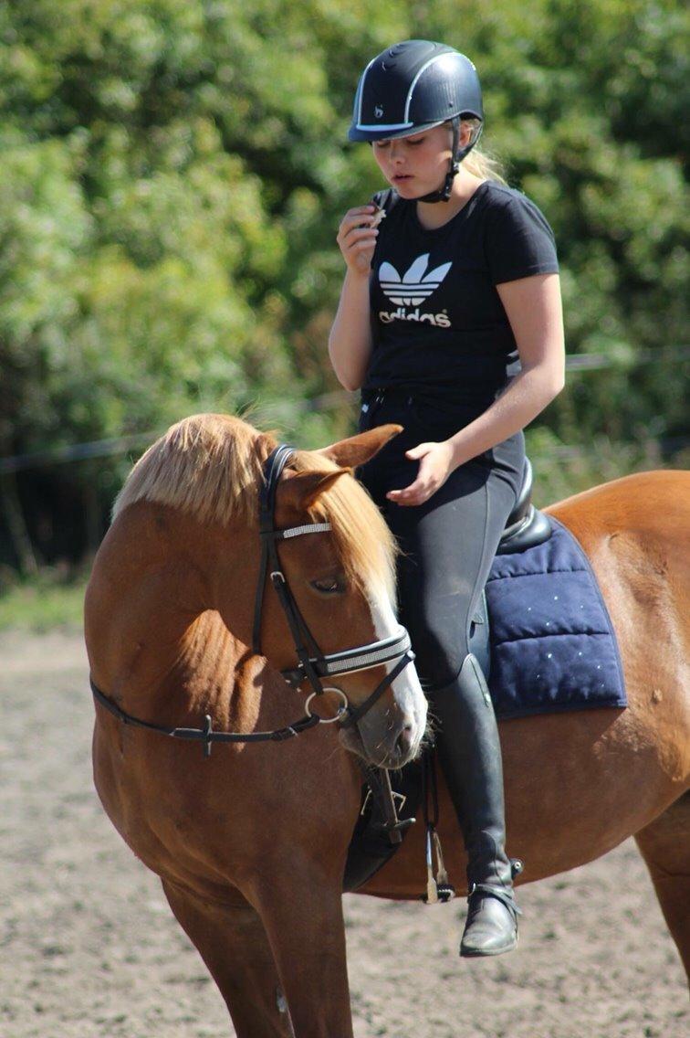 Anden særlig race Eponine!*<3 den bedste pony!<3 billede 11