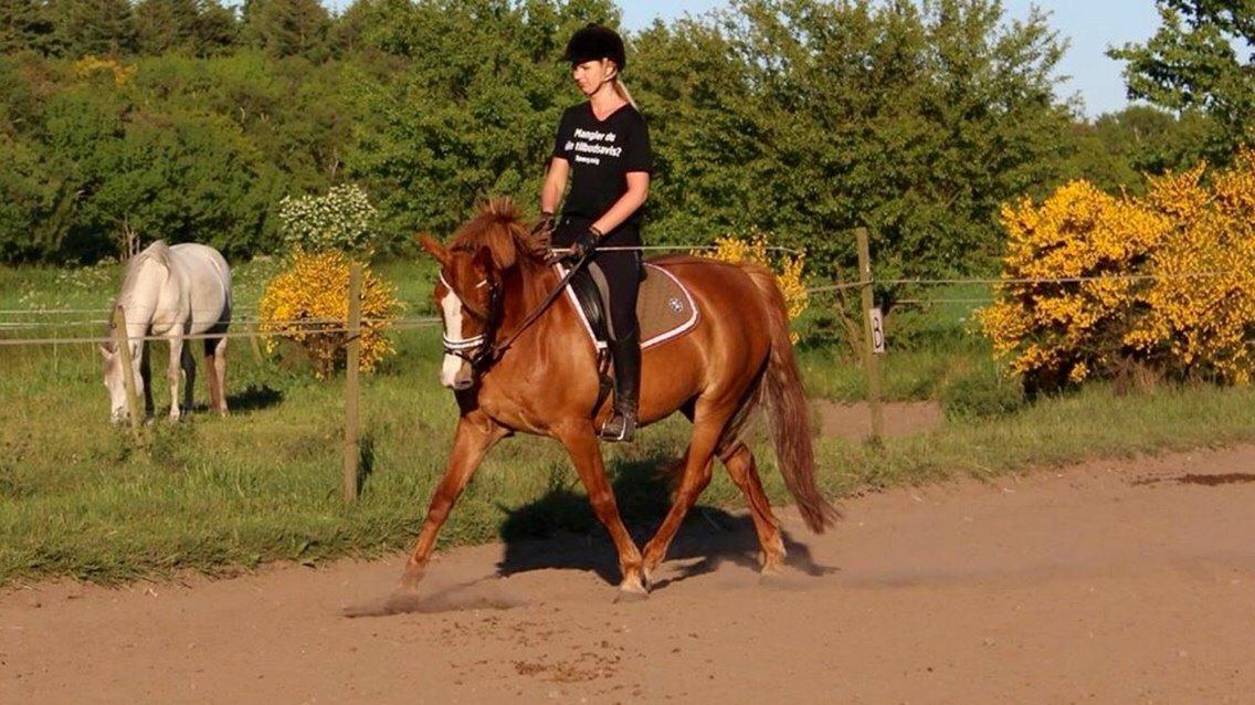 Anden særlig race Eponine!*<3 den bedste pony!<3 billede 14